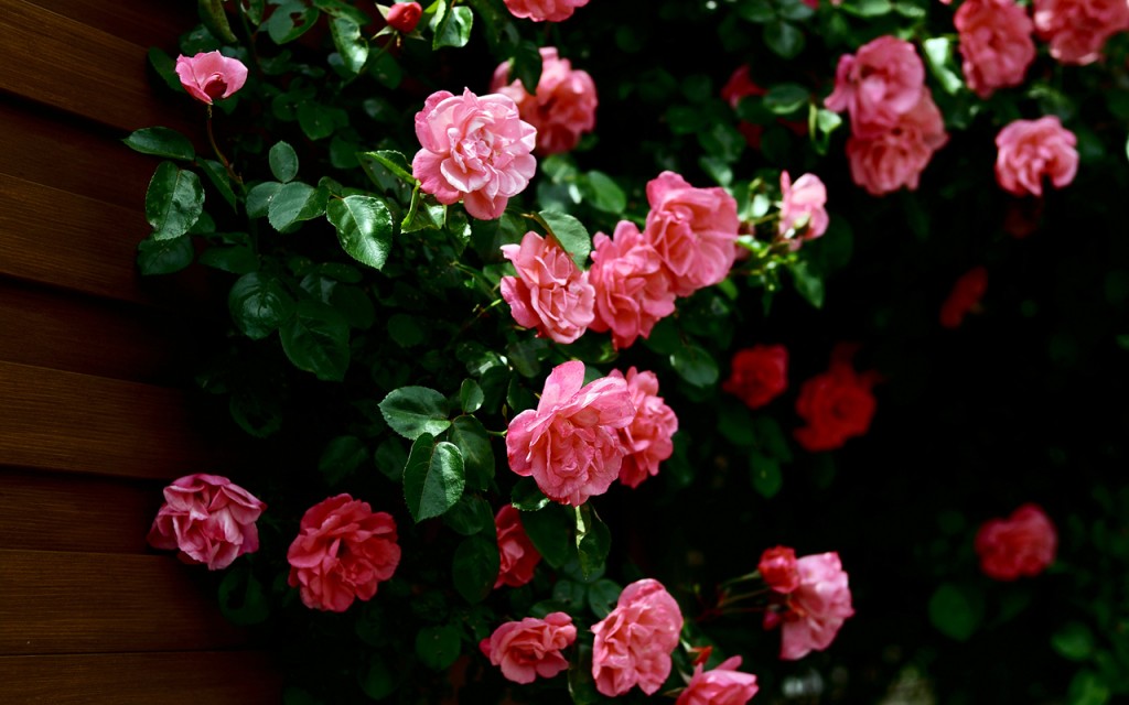 01911_roses_1280x800
