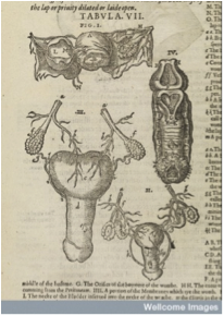 Wellcome Images