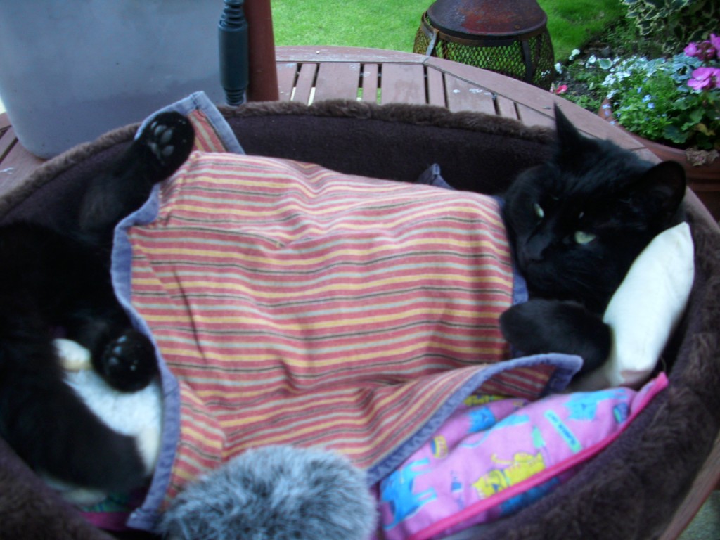 After all the combing, treatment, scratching, and general flea unpleasantness, Blackie had to have intense rest & relaxation!