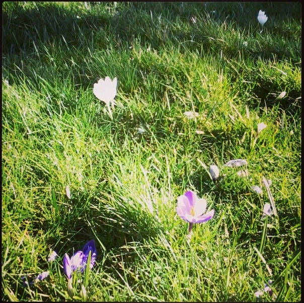 Aston Park grass