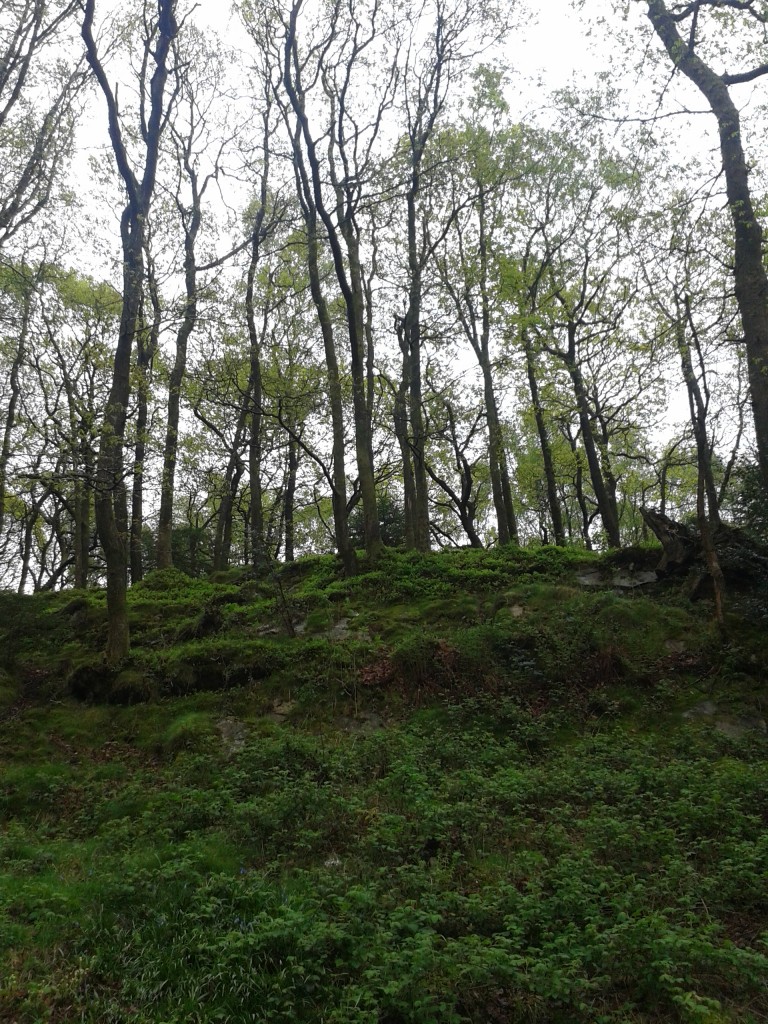 Grizedale Forest