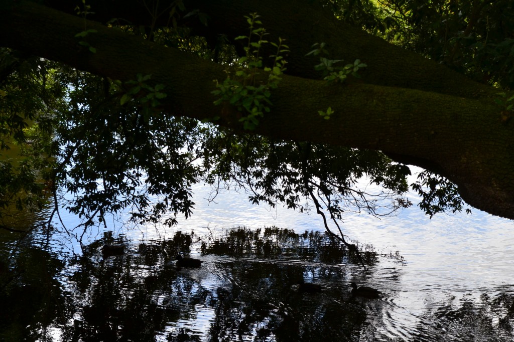 DSC_0018