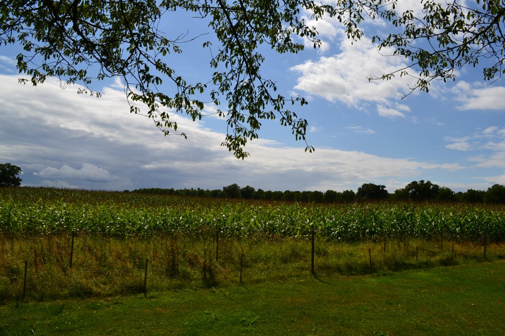 DSC_0033